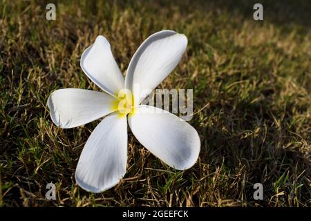 Schöne Plumeria Blumen auch als Champa oder Frangipani bekannt. Bund blühender weißer Blumen mit Knospen Stamm, der auf Grasboden im Rasengarten von liegt Stockfoto