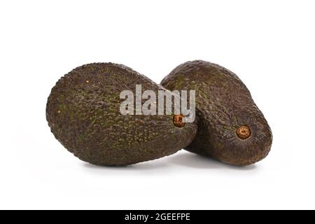 Zwei ganze Hass Avocado, eine Sorte Avocado mit dunkelgrüner, holpriger Haut isoliert auf weißem Hintergrund Stockfoto