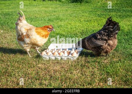 Zwei neugierige und überraschende rote und schwarze Hühner schauten sich große Eierverpackungen mit vielen Eiern auf grünem Gras an. Unerwartete Entdeckung. Stockfoto