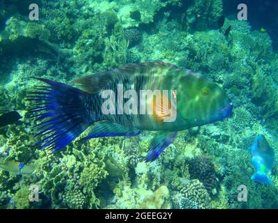 Lippfische in ägypten, Cheilinus lunulatus, ägypten Stockfoto