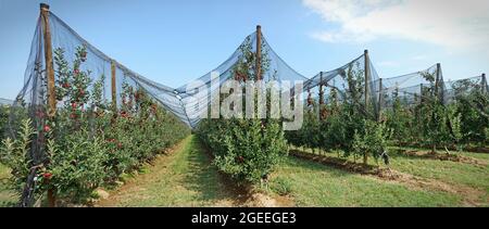 Anti-Hagelnetz-Schutz für Obst. Apfelgarten in Italien Stockfoto