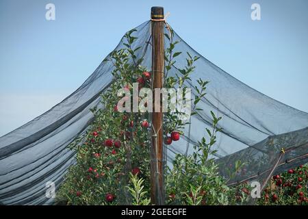 Anti-Hagelnetz-Schutz für Obst. Apfelgarten in Italien Stockfoto