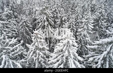 Muster von Tannenbäumen unter Schnee Luftdrohne Ansicht. Weihnachten Hintergrund Thema Stockfoto