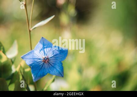 Blaue Platycodon grandiflorus oder Ballonblume, Nahaufnahme. Speicherplatz kopieren. Stockfoto