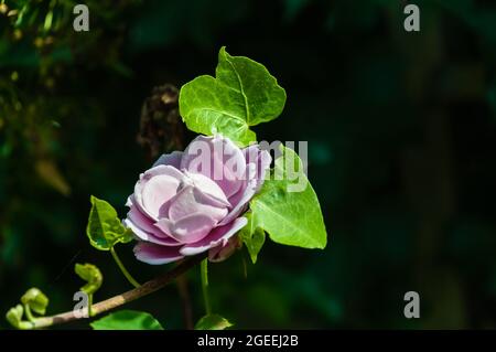 Rosa Blumen Pfingstrosen blühen im Sommer Garten auf blurry rosa Pfingstrosen Blume Hintergrund. Natur Stockfoto