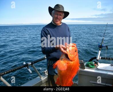 Stolz hält der Mann seinen orangefarbenen Heilbutt auf einem Boot in Valdez Bay, Alaska. Er trägt einen Hut und ein marineblaues Sweatshirt. Stockfoto