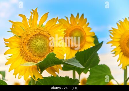 Junge Sonnenblumen auf dem Feld gegen den Himmel. Stockfoto