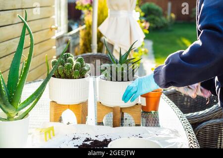 Hände der Frau in Handschuhen Pflanzen A in einen neuen Topf im Freien. Home Gartenarbeit und Pflanzenpflege. Selektiver Fokus, Kopierbereich. Stockfoto