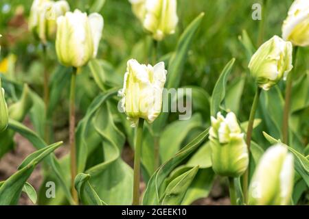 Blick auf schöne gelbe Tulpen Blumen. Stockfoto