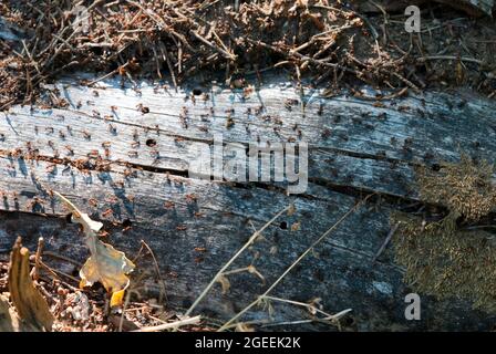 Großer Ameisenhaufen im Wald mit Ameisenkolonie im Sommerwald Stockfoto