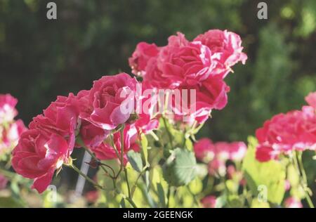 Ein Busch von rosa Rosen im Park. Nahaufnahme der Knospen. Stockfoto