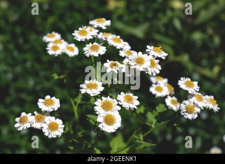Weiße Blumen auf dem von der Sonne beleuchteten Feld. Blüte der Gänseblümchen. Gänseblümchen, Leucanthemum vulgare, Gänseblümchen, Doxauge, gemeine Gänseblümchen. Nahaufnahme Stockfoto
