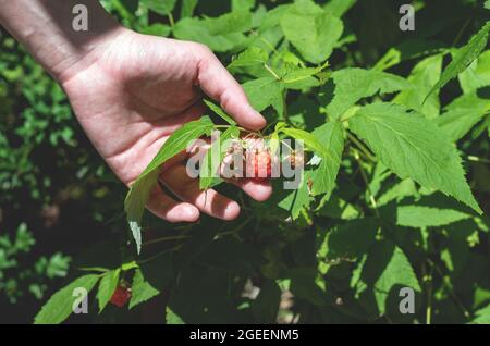 Die Hand einer Frau, die Himbeeren aus einer Pflanze auf einem Bauernhof pflückt. Unreife Himbeeren, die von der Sonne beleuchtet werden. Nahaufnahme. Stockfoto