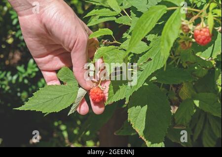 Die Hand einer Frau, die Himbeeren aus einer Pflanze auf einem Bauernhof pflückt. Unreife Himbeeren, die von der Sonne beleuchtet werden.Nahaufnahme. Stockfoto