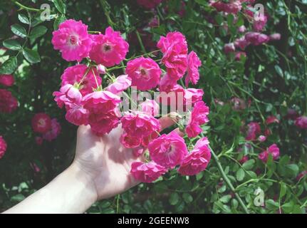 Die Hand einer Frau hält einen Zweig von schönen Blumen. Scharlachrote Buschrosen blühen in einem Blumenbeet. Stockfoto