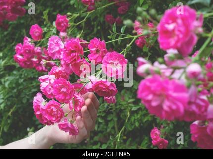 Die Hand einer Frau hält einen Zweig von schönen Blumen. Scharlachrote Buschrosen blühen in einem Blumenbeet. Stockfoto