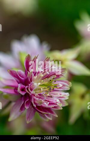 Nahaufnahme von Aquilegia Nora Barlow Stockfoto