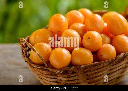 Brasilianische Frucht caja im Strohkorb. Stockfoto