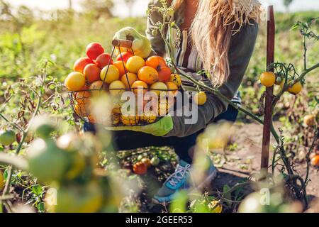 Eine Frau, die einen Korb voller Tomaten in der Hand hält. Ernte von frischem Gemüse im Herbst. Gartenarbeit. Gesunde Lebensmittel anbauen Stockfoto
