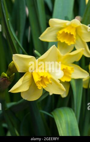 Nahaufnahme der Narcissus Pipit im Frühjahr. Narcissus Pipit ist eine Zitrone und gelbe Division 7Jonquilla Narzissen die Tassen können zu Creme verblassen, während sie reift Stockfoto