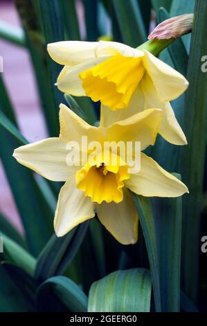 Nahaufnahme der Narcissus Pipit im Frühjahr. Narcissus Pipit ist eine Zitrone und gelbe Division 7Jonquilla Narzissen die Tassen können zu Creme verblassen, während sie reift Stockfoto