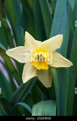 Nahaufnahme der Narcissus Pipit im Frühjahr. Narcissus Pipit ist eine Zitrone und gelbe Division 7Jonquilla Narzissen die Tassen können zu Creme verblassen, während sie reift Stockfoto