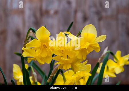 Nahaufnahme von Narcissus Tripartite im Frühjahr. Narcissus Tripartite ist eine gelbe Division 11a Split Corona Kragen Narzisse und mehrjährige und voll winterhart Stockfoto