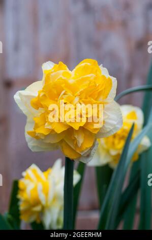 Nahaufnahme von Narcissus Great Leap im Frühjahr. Eine weiße oder blassgelbe und gelbe Division 4 Doppel-Narzissen, die eine frostharte Laub mehrjährige ist Stockfoto