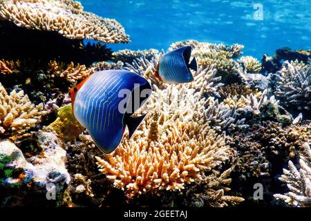Hahnenfisch (Chaetodon Larvatus) Korallenfisch, tropische Gewässer, Meeresleben Stockfoto