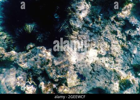 Gewöhnlicher langstacheliger Seeigel, (Diadema antillarum) unter Wasser, Meeresleben Stockfoto