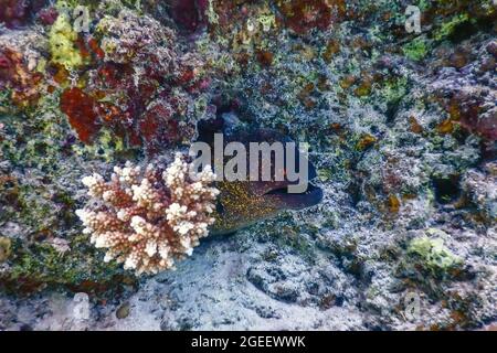 Goldentail-Muränen warten auf Beute (Gymnothorax miliaris) tropische Gewässer, Meeresleben Stockfoto