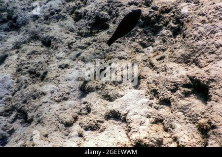 Variegated Eidecardfish (Synodus variegatus) Unterwasser, Meeresleben Stockfoto