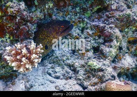 Goldentail-Muränen warten auf Beute (Gymnothorax miliaris) tropische Gewässer, Meeresleben Stockfoto