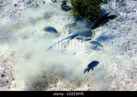 Bluespotted stingray, bluespotted ribbontail ray (Taeniura lympma) Tropisches Wasser, Meeresleben Stockfoto