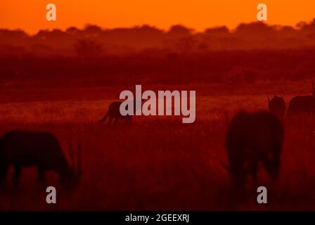 Gemsbok- oder Orix-Antilope bei Sonnenuntergang auf der Ebene des Central Kalahari Game Reserve, Botswana Stockfoto