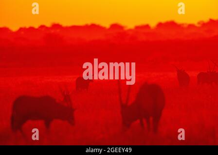 Gemsbok- oder Orix-Antilope bei Sonnenuntergang auf der Ebene des Central Kalahari Game Reserve, Botswana Stockfoto