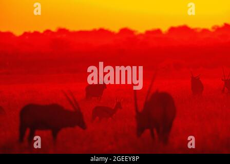 Gemsbok- oder Orix-Antilope bei Sonnenuntergang auf der Ebene des Central Kalahari Game Reserve, Botswana Stockfoto