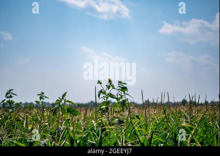 Herbizidresistentes Unkraut gegen die Skyline über einem Feld mit verquistertem Mais Stockfoto