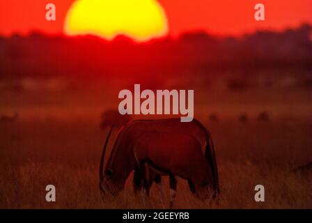Gemsbok- oder Orix-Antilope bei Sonnenuntergang, Central Kalahari Game Reserve, Botswana Stockfoto