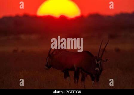 Gemsbok- oder Orix-Antilope bei Sonnenuntergang, Central Kalahari Game Reserve, Botswana Stockfoto