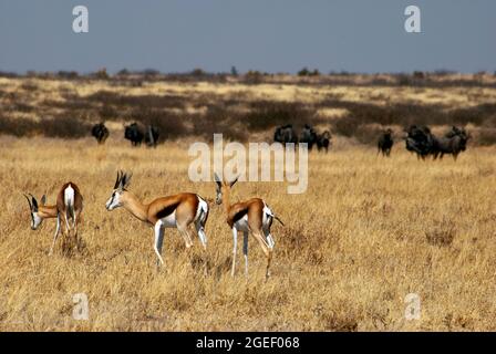 Springboks auf den Ebenen des Central Kalahari Game Reserve, Botswana Stockfoto