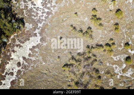 Luftaufnahme des Landschaftsmusters der Bäume, die auf den Gezeitensalzflächen wachsen. Stockfoto