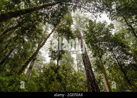 Spitzen von riesigen Redwood-Bäumen, die im Küstennebel in der Nähe des Tall Trees Grove im Redwood National Park, Kalifornien, verloren gegangen sind. Stockfoto