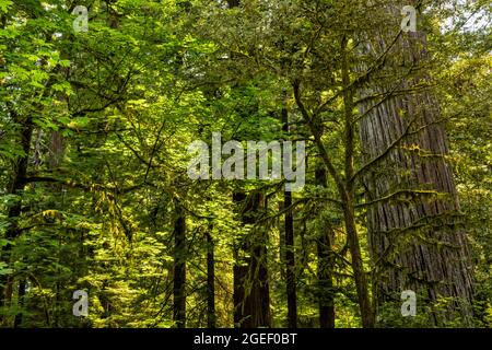 Moosbedeckte Ahornbäume mit großen Blättern vor uralten Reddowds in Stout Grove im Jedediah Redwoods State Park, Kalifornien. Stockfoto