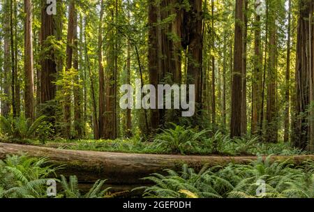 Die Ewoks verstecken sich in den Farnen in Stout Memorial Grove im Jedediah Smith Redwoods State Park in der Nähe von Crescent City, Kalifornien. Stockfoto