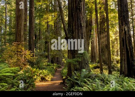 Sonnenstrahlen erfreuen den Trail und Redwoods im üppigen Lady Bird Johnson Grove, Redwood National Park, Kalifornien. Stockfoto