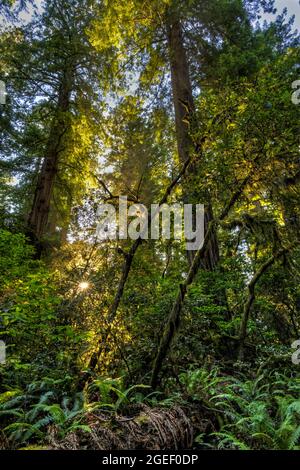 Ahorn- und Redwood-Bäume mit Hintergrundbeleuchtung im üppigen Lady Bird Johnson Grove, Redwood National Park, Kalifornien. Stockfoto