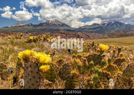 Der Picky Pear Cactus auf einem kleinen Hügel blüht mit gelben Blüten vor den La Sal Mountains südlich von Moab Utah. Stockfoto