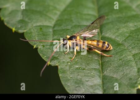 Ichneumonide Wasp (Colpotrochia crassipes) Stockfoto