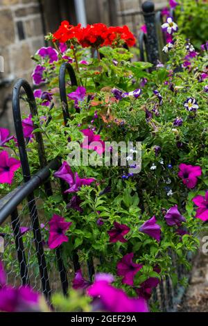 Nahaufnahme von bunten Petunia-Blumen, die auf dem metallischen Zaun vor einem Gebäude wachsen Stockfoto
